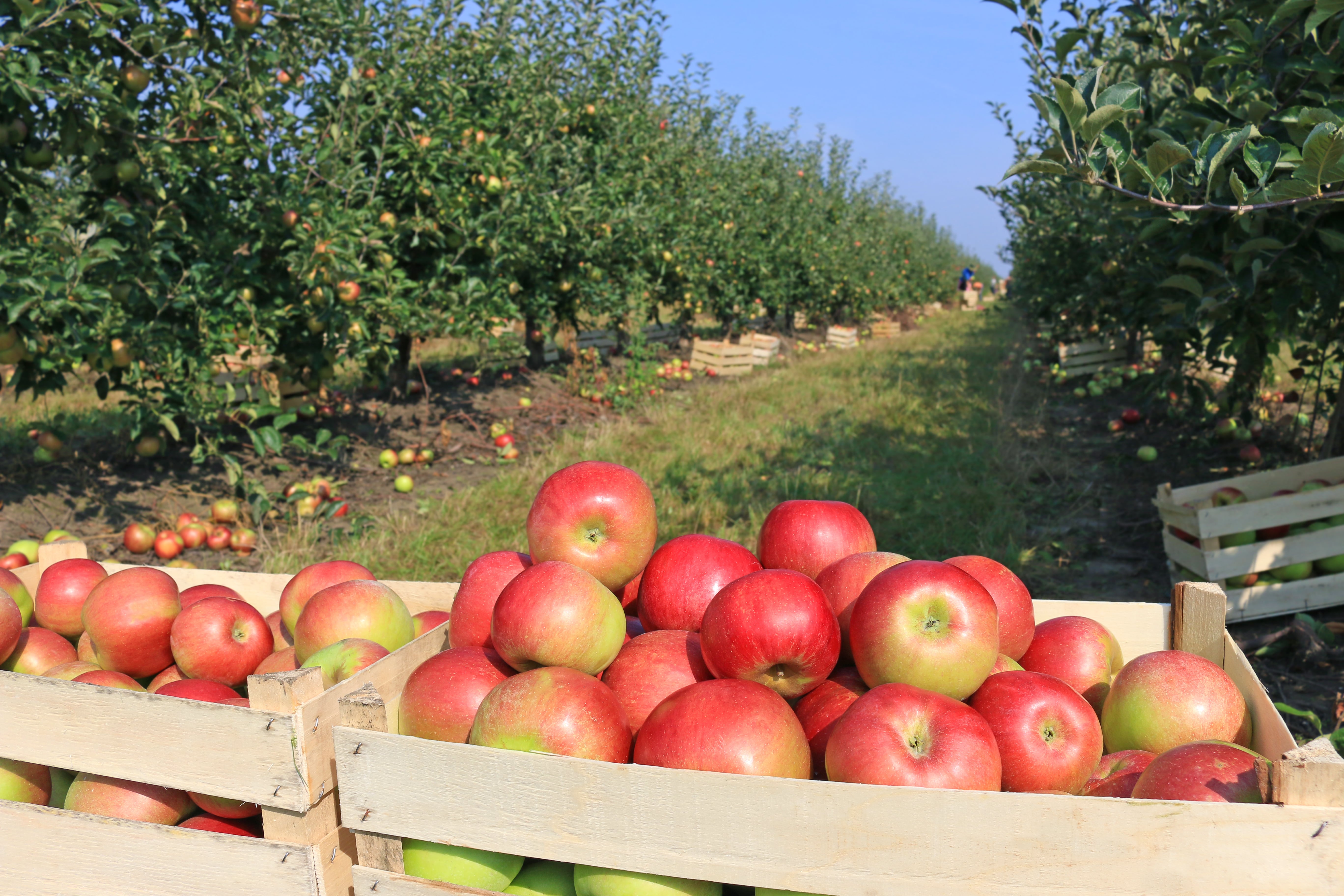 Upset The Apple Cart History